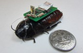 Kakerlake mit Computer-Chip auf dem Rücken
