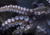 Octopus fotografiert für Sony-Kampagne