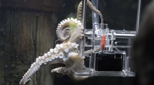 Ein Oktopus, der in einem Aquarium den Auslöser einer Kamera drückt