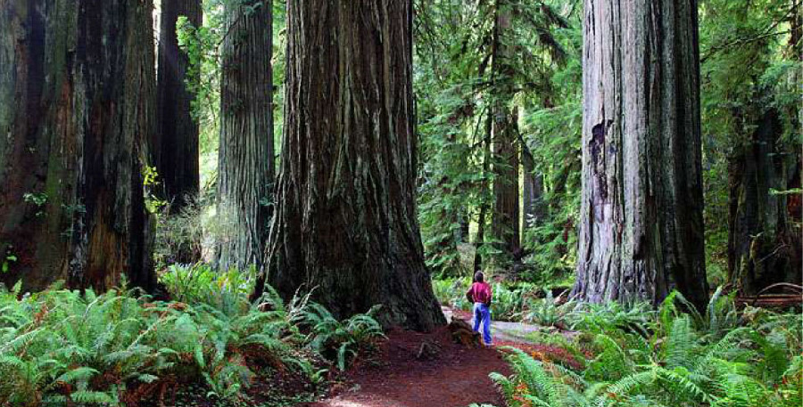 Mammutbäume im Redwood National Park, Kalifornien