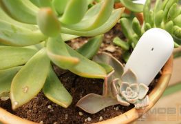 Xiaomi Flower Care Smart Sensor im Test: Grüner Daumen dank Technik